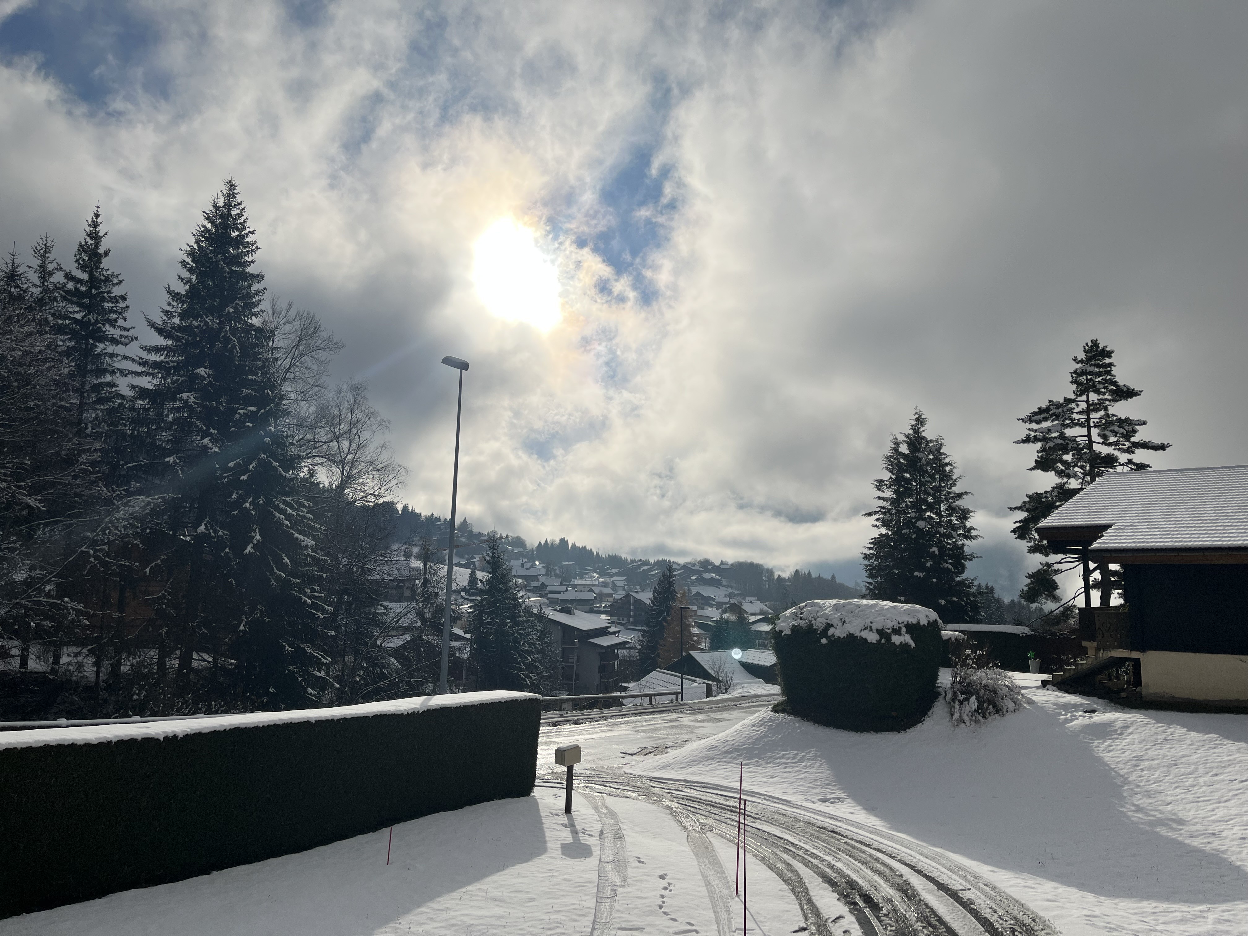 Amborella's view winter